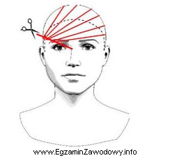 Przedstawiony rysunek schematyczny należy wykorzystać podczas strzyżenia grzywki 
