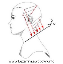 Przedstawione na rysunku schematycznym separacje wykorzystywane są podczas strzyżenia 
