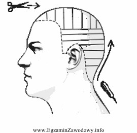 Na rysunku instruktażowym przedstawiono podział włosów na 
