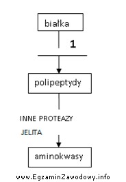 Na zamieszczonym schemacie trawienia białek cyfrą 1 oznaczono