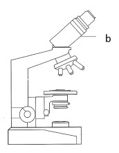 Na rysunku przedstawiającym schemat mikroskopu optycznego literą b oznaczono