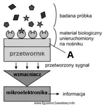 Na zamieszczonym schemacie biosensora literą A oznaczono