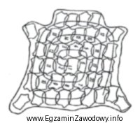 Który system rozkroju przedstawiony jest na ilustracji?