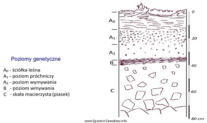 Który poziom genetyczny na rysunku profilu glebowego ma najwię