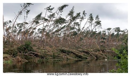 Połamane z powodu silnego wiatru drzewa i zalegające 