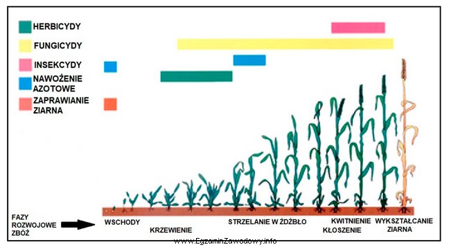Na podstawie rysunku określ najodpowiedniejszy termin stosowania środkó