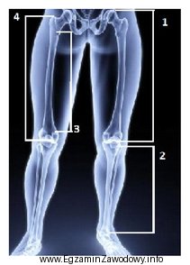 Długość kości udowej oznaczono na rysunku cyfrą