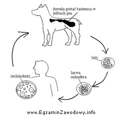 Na schemacie przedstawiony jest cykl rozwojowy tasiemca