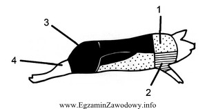 Syndrom PSE w tuszy świń najczęściej dotyczy 