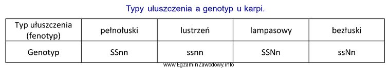 Największa liczba potomstwa obarczonego genem letalnym NN powstanie w 