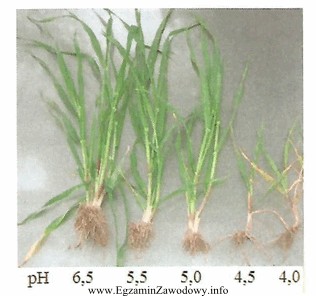 Na podstawie zdjęcia, przedstawiającego reakcję jęczmienia na 