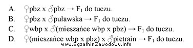 Który schemat krzyżowania towarowego świń pozwala na 