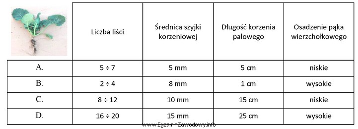 Na podstawie wskaźników biologicznego rozwoju roślin rzepaku w 