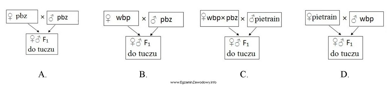 Wskaż schemat doboru par, w którym w produkcji ż