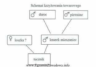 Dobierz rasę loszki do krzyżowania towarowego trzyrasowego, prowadzonego wedł