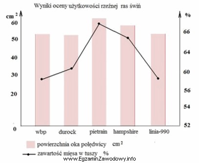 Jakiej rasy knura należy wybrać do pokrycia loszki polskiej 