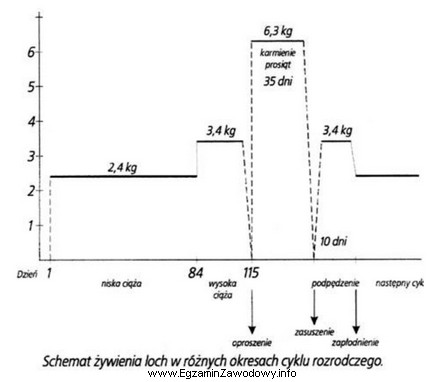 Korzystając z poniższego schematu żywienia loch w 