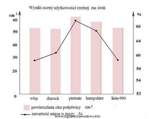 Jakiej rasy knura należy wybrać do pokrycia loszki polskiej 