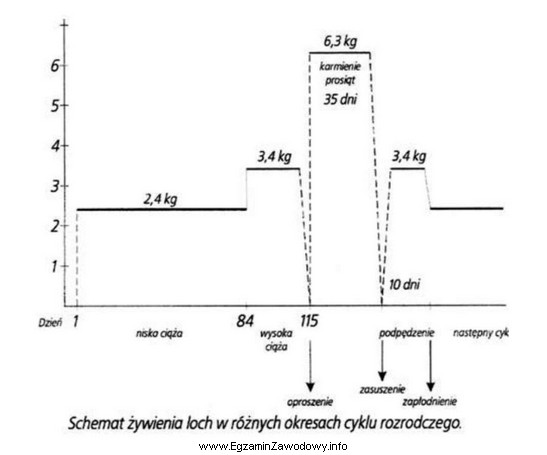 Korzystając z poniższego schematu żywienia loch w 
