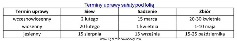 Zaplanuj termin siewu sałaty pod folią na zbiór 