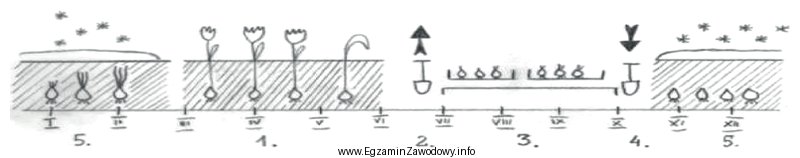 W uprawie tulipanów przechowywanie cebul należy zaplanować na