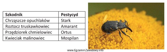 Dobierz z tabeli pestycyd do zwalczania szkodnika truskawek przedstawionego na 