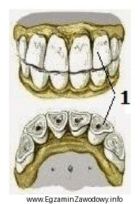 Wskaż nazwę zębów konia oznaczonych cyfrą 1.
