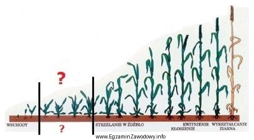 Faza rozwoju traw zaznaczona znakiem 