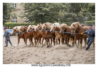 Wskaż rasę koni i figurę pokazową zaprezentowaną na rysunku