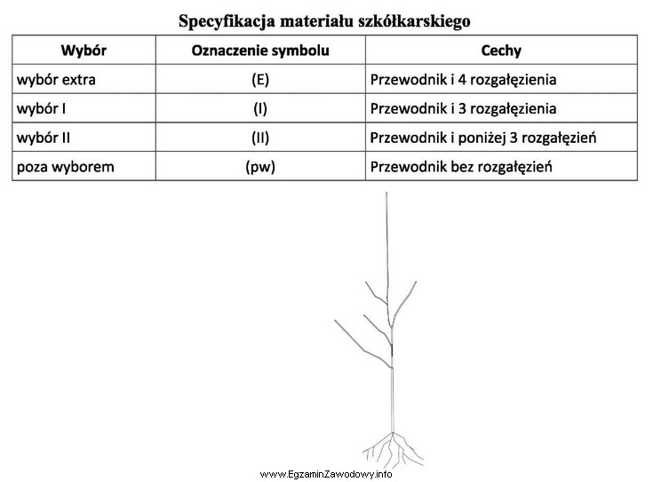 Zgodnie z zamieszczoną specyfikacją materiału szkółkarskiego pokazane 