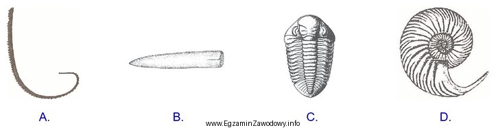 Który z przedstawionych organizmów tworzy muszlowce?