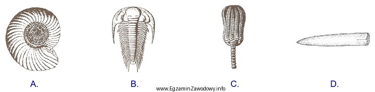 Którą z przedstawionych na rysunkach skamieniałości moż
