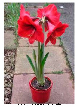 Zwartnica (<i>Hippeastrum</i>) przedstawiona na rysunku jest rośliną 