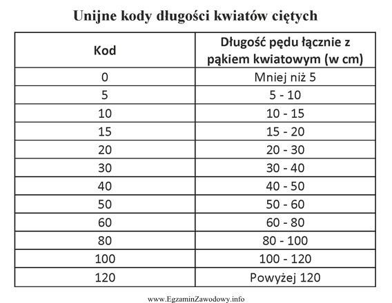 Pędy róż mają długość 67 cm, a 