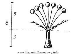 Na podstawie zamieszczonego rysunku wskaż, jaką wysokość powinna mieć 