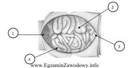 Na rysunku przedstawiono narządy układu pokarmowego świni. 