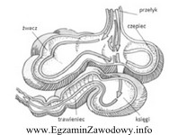 Na rysunku przedstawiony jest żołądek