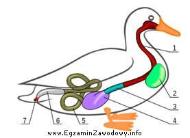 Na schemacie układu pokarmowego kaczki, numerem 2 oznaczono