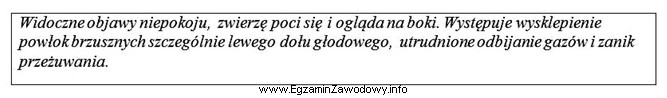 Opisane w ramce zachowanie oraz wygląd krowy wskazują na 