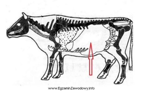 Na schemacie rozmieszczenia narządów wewnętrznych w budowie 