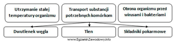 W organizmach zwierząt funkcje przedstawione na schemacie spełnia 