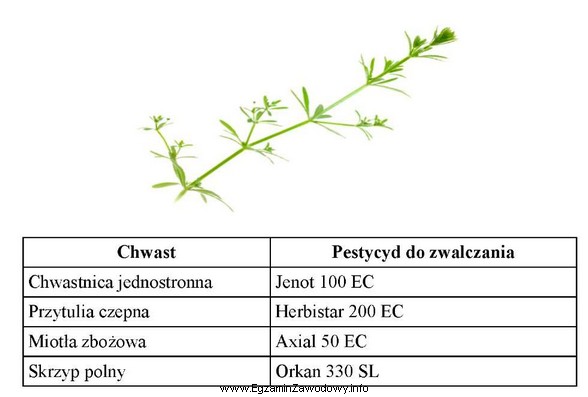 Dobierz z tabeli pestycyd do zwalczania chwastu przedstawionego na ilustracji.