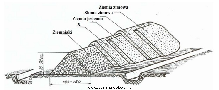 W kopcu tradycyjnym, przeznaczonym do zimowego przechowywania ziemniaków, do 