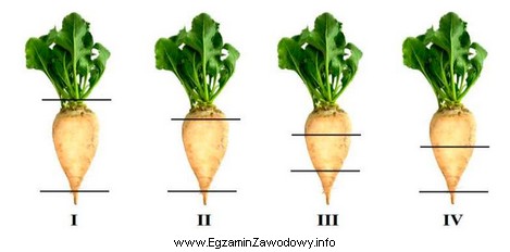 Prawidłową wysokość ogłowienia buraków cukrowych przeznaczonych 