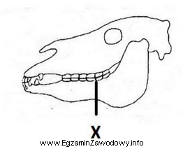 Na schemacie czaszki ogiera literą X oznaczono