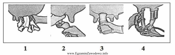 Na podstawie przedstawionych rysunków ustal prawidłową kolejność 