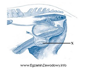 Na schemacie układu rozrodczego ogiera, literą X oznaczono