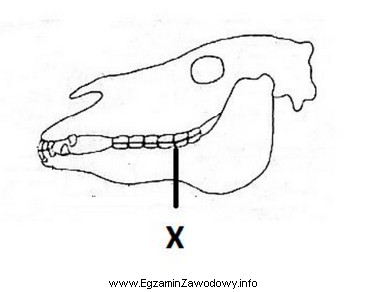Na schemacie czaszki ogiera literą X oznaczono zęby