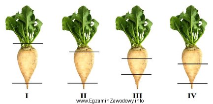 Prawidłową wysokość ogłowienia buraków cukrowych przeznaczonych 