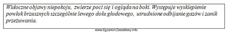 Opisane zachowanie oraz wygląd krowy wskazują na wystąpienie